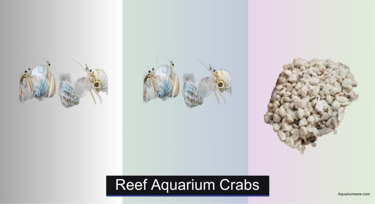 6 Best Reef Aquarium Crabs of 2026
