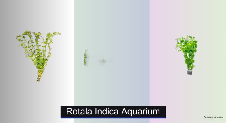 7 Best Rotala Indica Aquarium Plants 2026