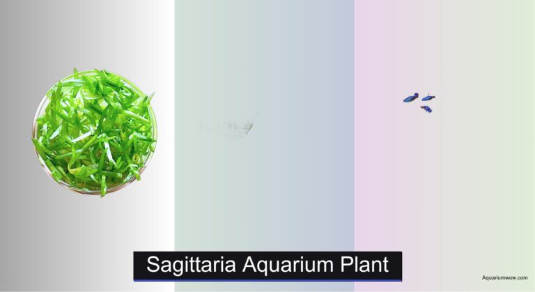 7 Best Sagittaria Aquarium Plants for 2026