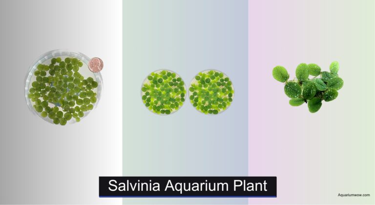 7 Best Salvinia Aquarium Plants for 2026