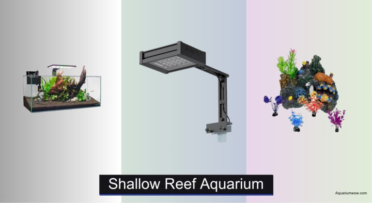 7 Best Shallow Reef Aquariums of 2026