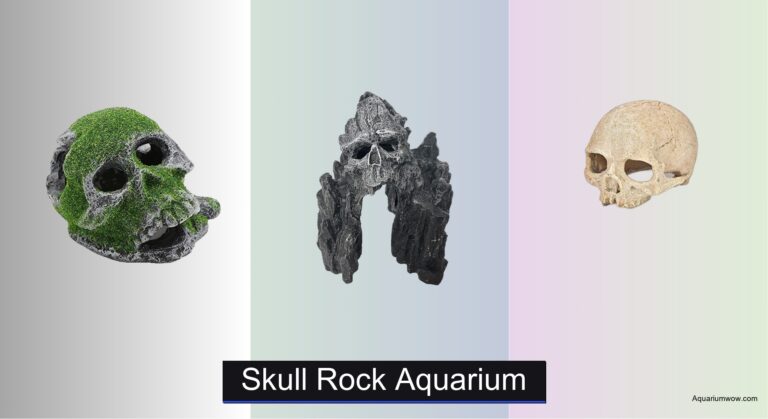 7 Best Skull Rock Aquariums of 2026