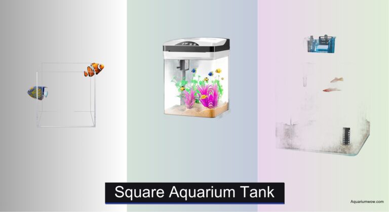 8 Best Square Aquarium Tanks of 2026