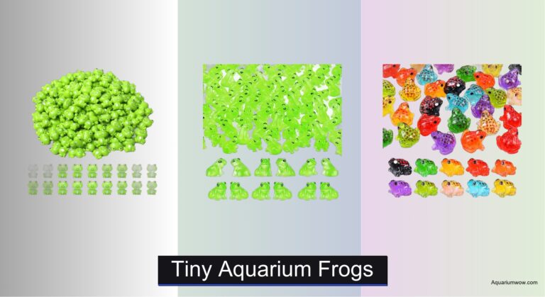 7 Best Tiny Aquarium Frogs for 2026