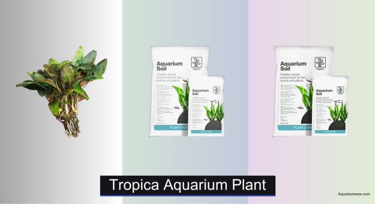 6 Best Tropica Aquarium Plants 2026
