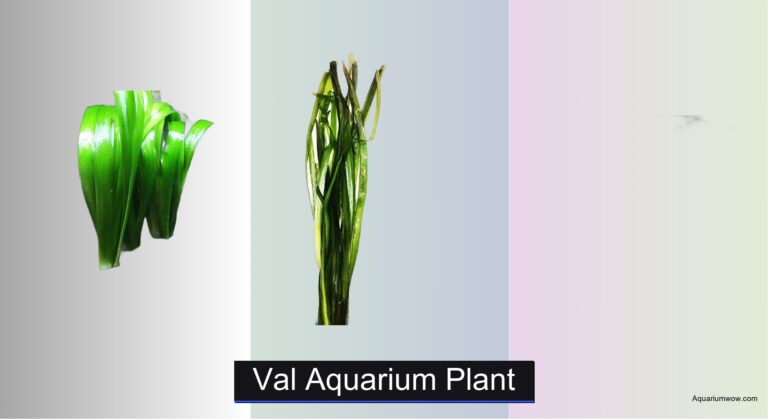 7 Best Val Aquarium Plants for 2026