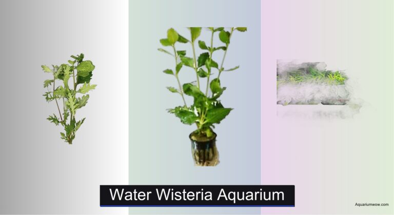 7 Best Water Wisteria for Aquariums 2026